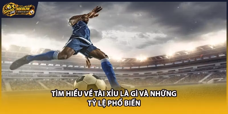 Tìm hiểu về Tài Xỉu là gì và những tỷ lệ phổ biến